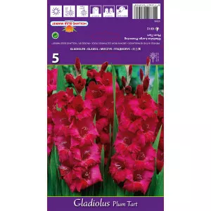 Gladiole Plum Tart