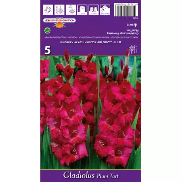 Gladiole Plum Tart