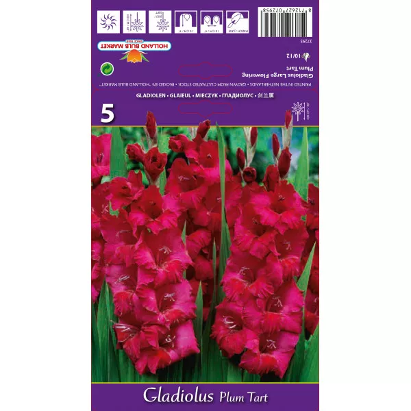 Gladiole Plum Tart