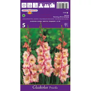 Gladiole Priscilla