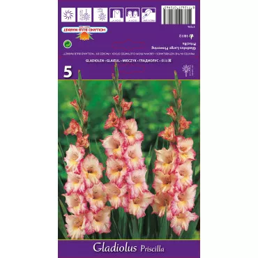 Gladiole Priscilla