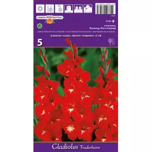 Gladiole Traderhorn