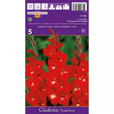 Gladiole Traderhorn