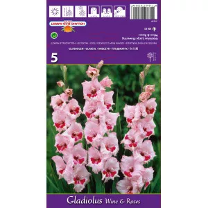 Gladiole Wine and Roses