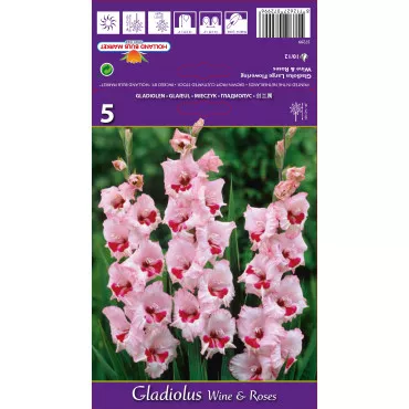 Gladiole Wine and Roses