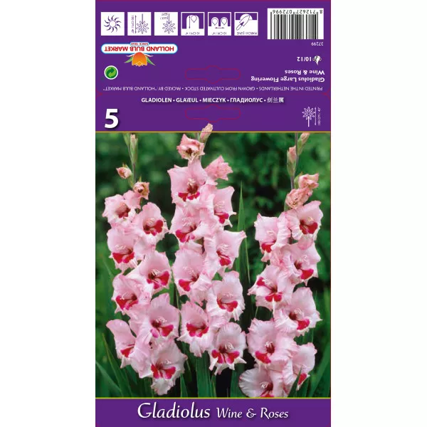 Gladiole Wine and Roses