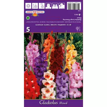 Gladiole Black Jack – Bulbi de flori de Primăvară