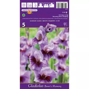 Gladiole Bono's Memory