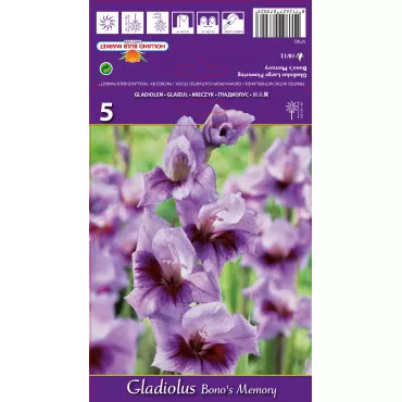 Gladiole Bono's Memory