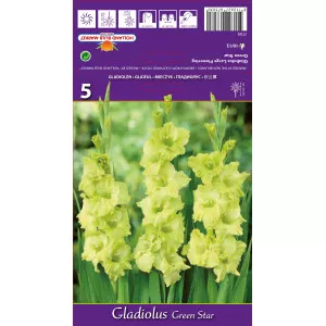 Gladiole Green Star