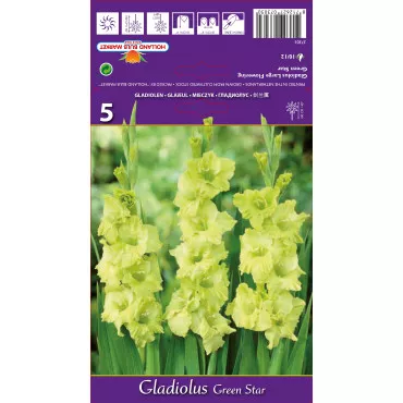 Gladiole Green Star