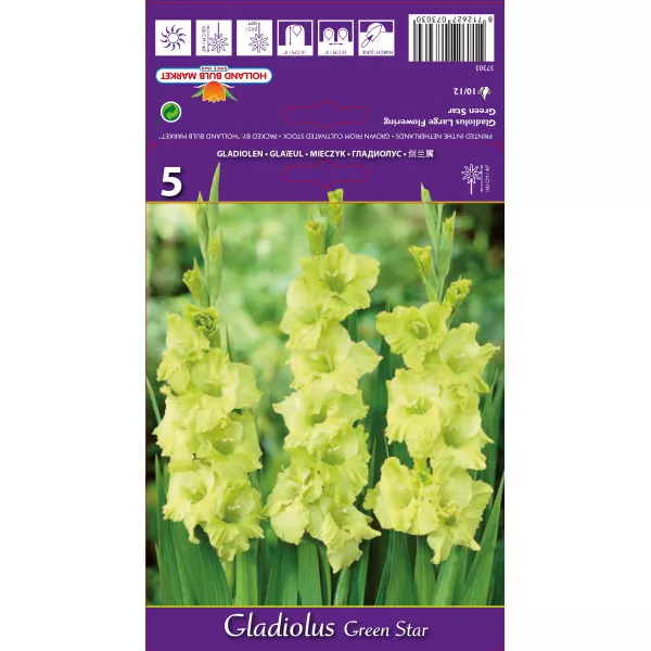 Gladiole Green Star
