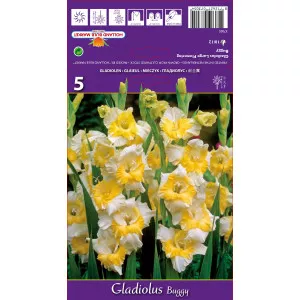 Gladiole Buggy