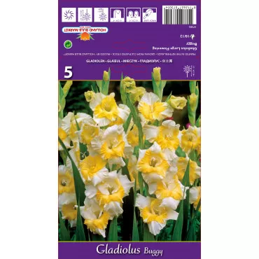 Gladiole Buggy