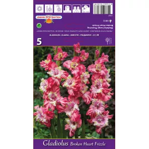 Gladiole Broken Heart Frizzle