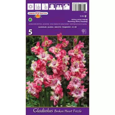 Gladiole Broken Heart Frizzle