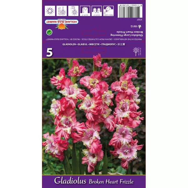 Gladiole Broken Heart Frizzle
