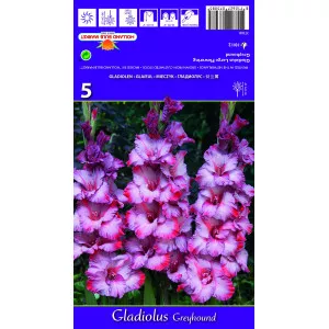 Gladiole Greyhound
