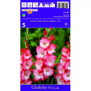 Gladiole Pink Lady