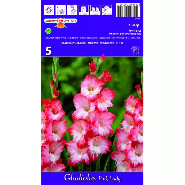 Gladiole Pink Lady