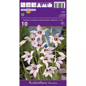 Gladiole stelate (Acidanthera Murielae)