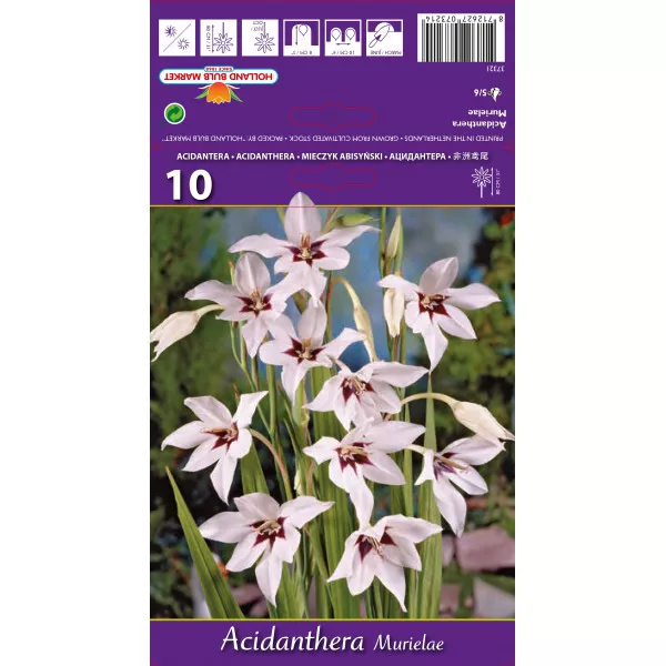 Gladiole stelate (Acidanthera Murielae)