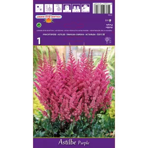 Astilbe violet