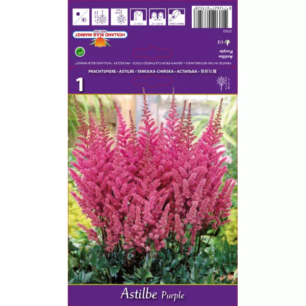 Astilbe violet