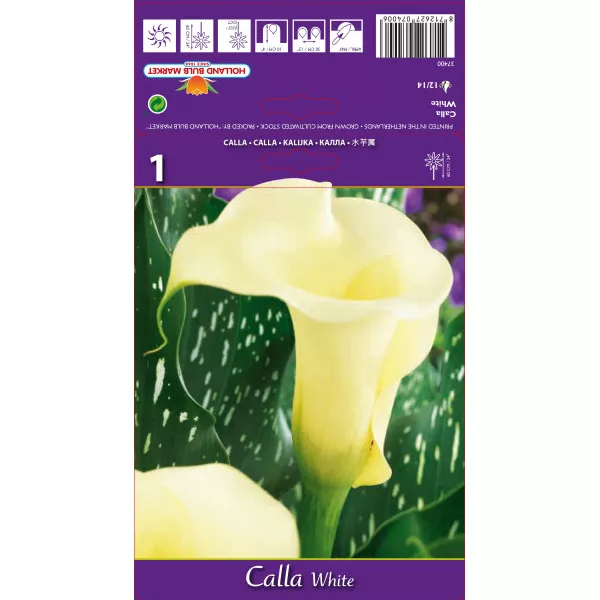 Cală albă Cală albă
