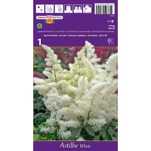Astilbe albe