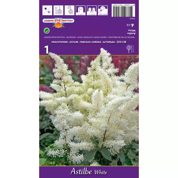 Astilbe albe
