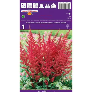 Astilbe roșii