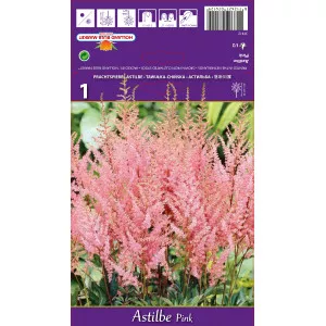 Astilbe roz