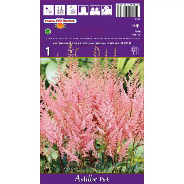 Astilbe roz