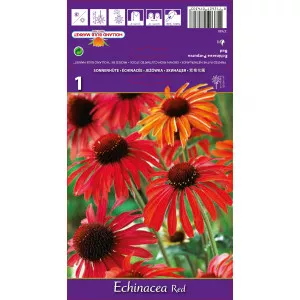 Echinacea roșie