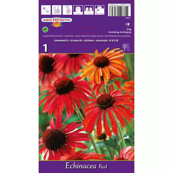 Echinacea roșie