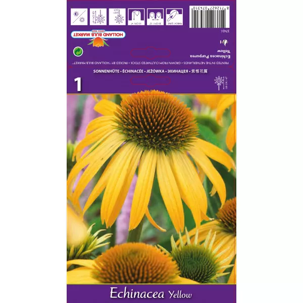 Echinacea galbenă