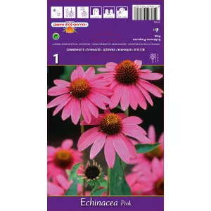 Echinacea roz