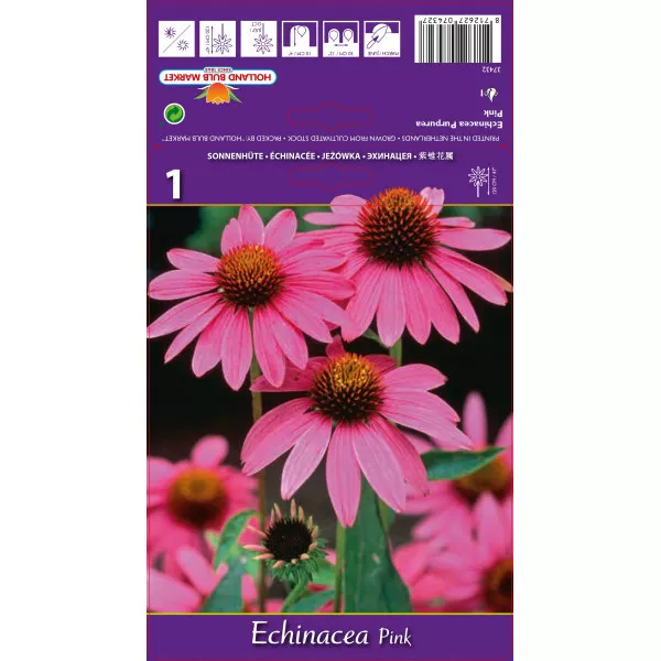 Echinacea roz