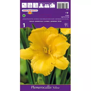 Crin de o zi (Hemerocallis) galben