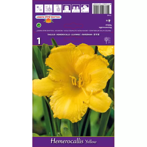 Crin de o zi (Hemerocallis) galben