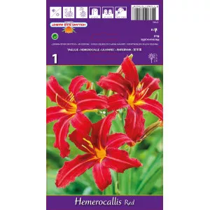 Crin de o zi (Hemerocallis) roșu