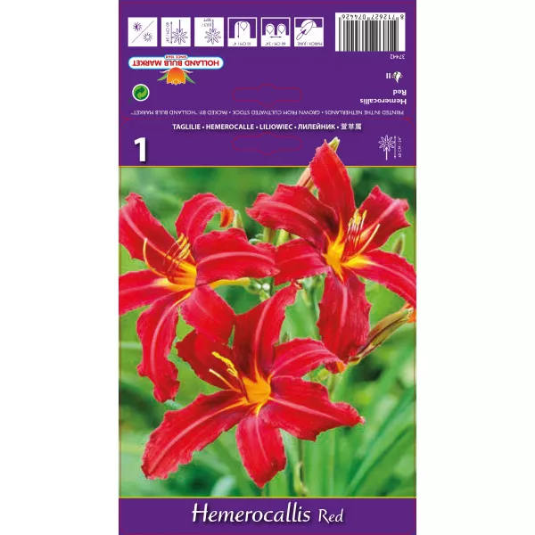 Crin de o zi (Hemerocallis) roșu