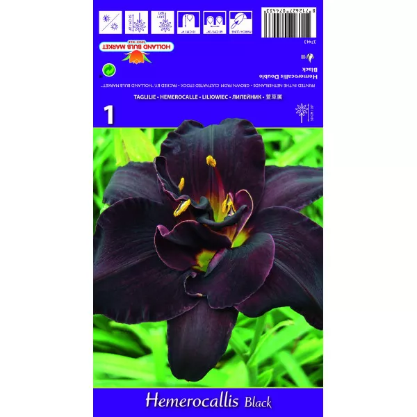 Crin de o zi (Hemerocallis) Double Black
