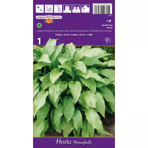 Crin de toamnă (Hosta) Honeybells