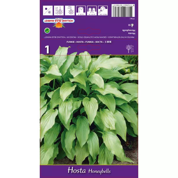 Crin de toamnă (Hosta) Honeybells