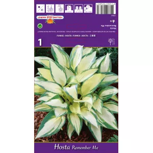 Crin de toamnă (Hosta) Remember Me
