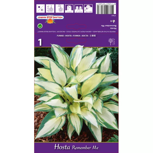 Crin de toamnă (Hosta) Remember Me