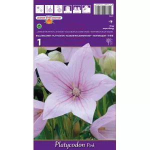 Floarea balon (Platycodon) roz