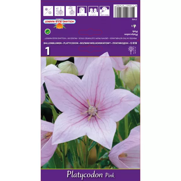 Floarea balon (Platycodon) roz